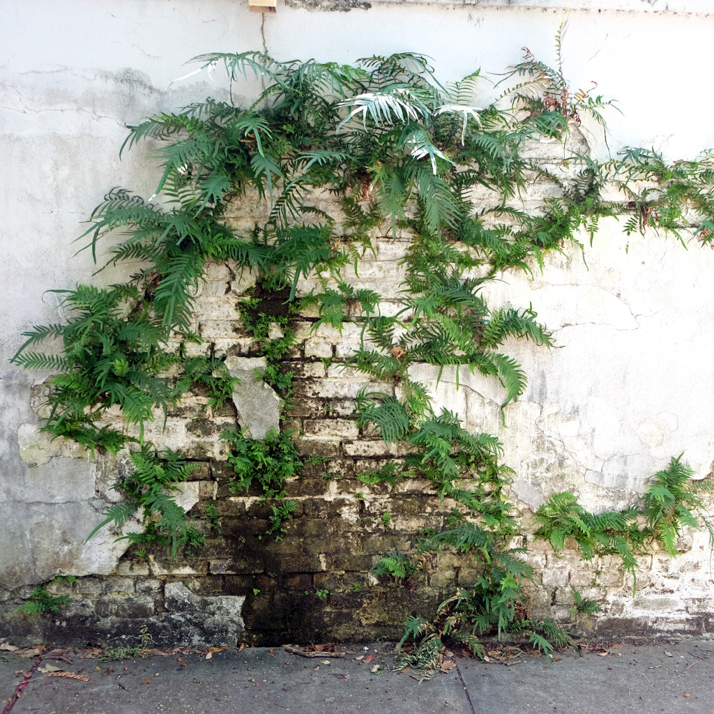 plants grow out of cemetery wall in New Orleans