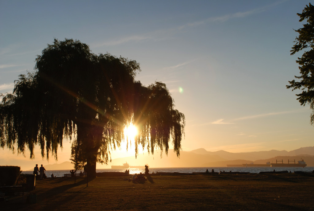 the sun sets behind a tree, looking at the ocean across a park