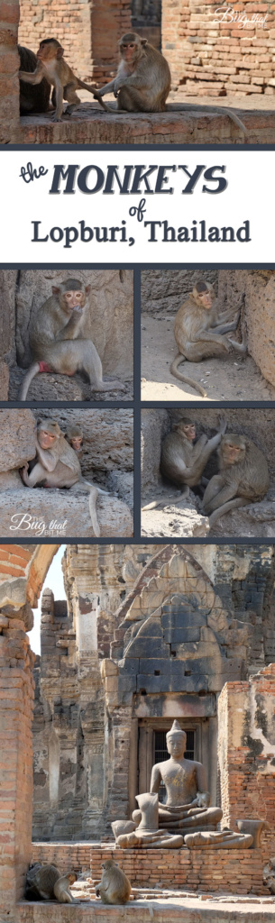 Lopburi, Thailand, Monkey Town| The Bug That Bit Me