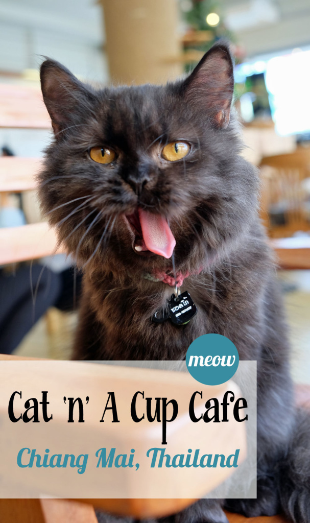 Cat 'N' a Cup Cafe in Chiang Rai, Thailand